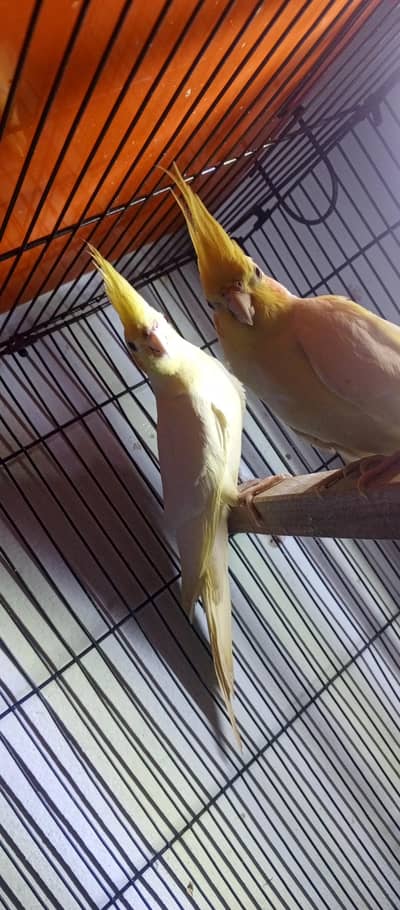 cocktail parrot ready to bread