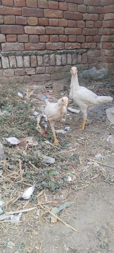 Heera Aseel