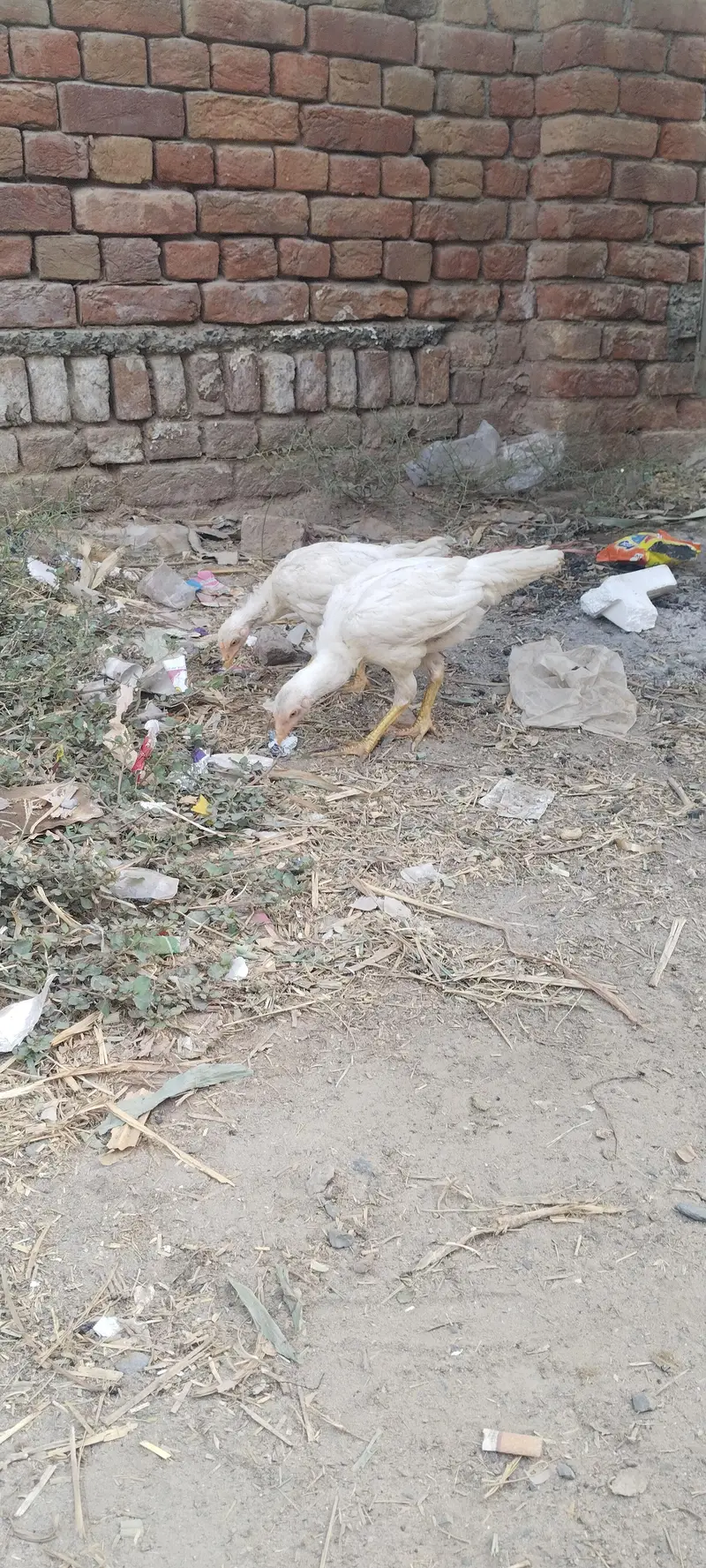Heera Aseel — photo 2