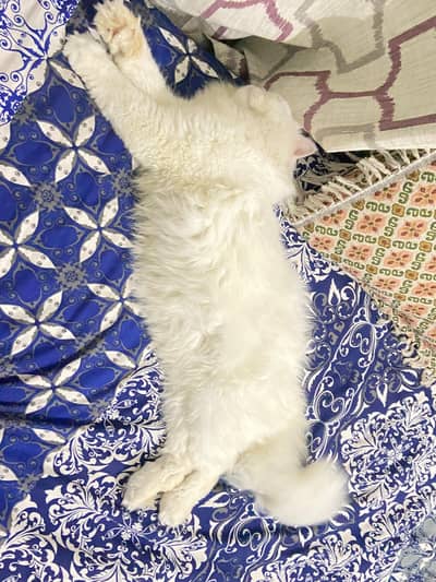 Persian punch face male cat