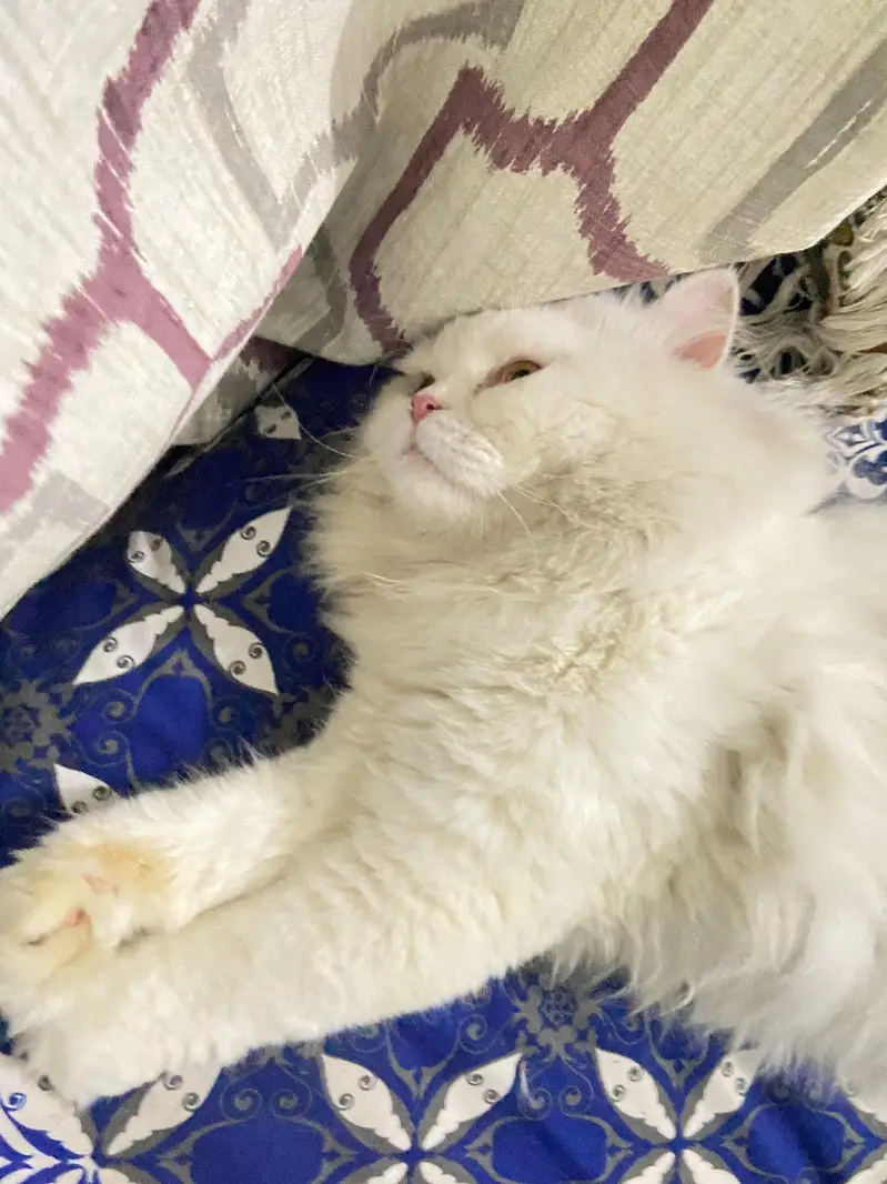 Persian punch face male cat — photo 2