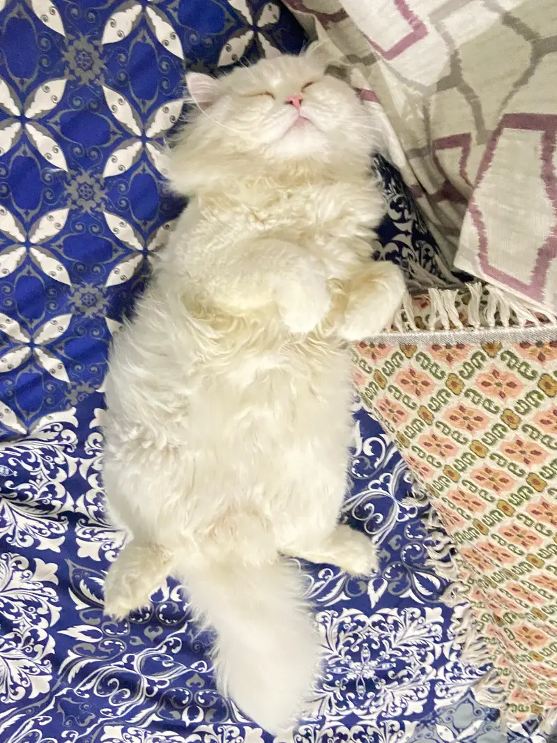 Persian punch face male cat — photo 3