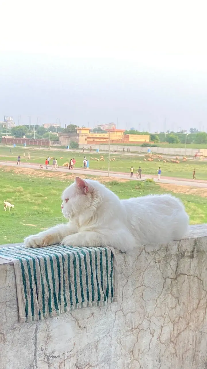 Persian punch face male cat — photo 4