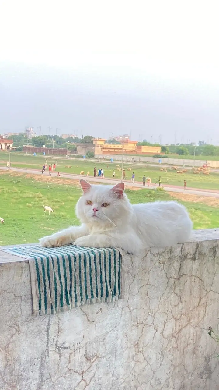 Persian punch face male cat — photo 5
