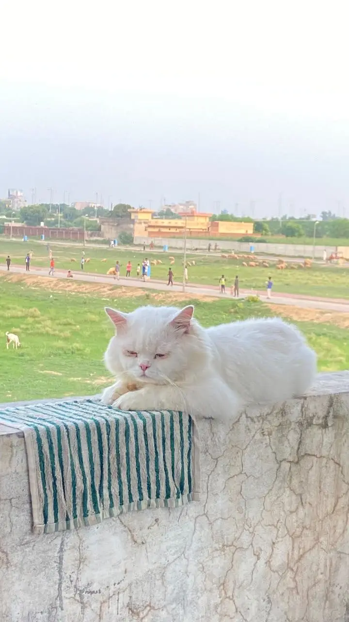 Persian punch face male cat — photo 6