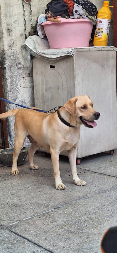 Germen Sheperd Breeder Female