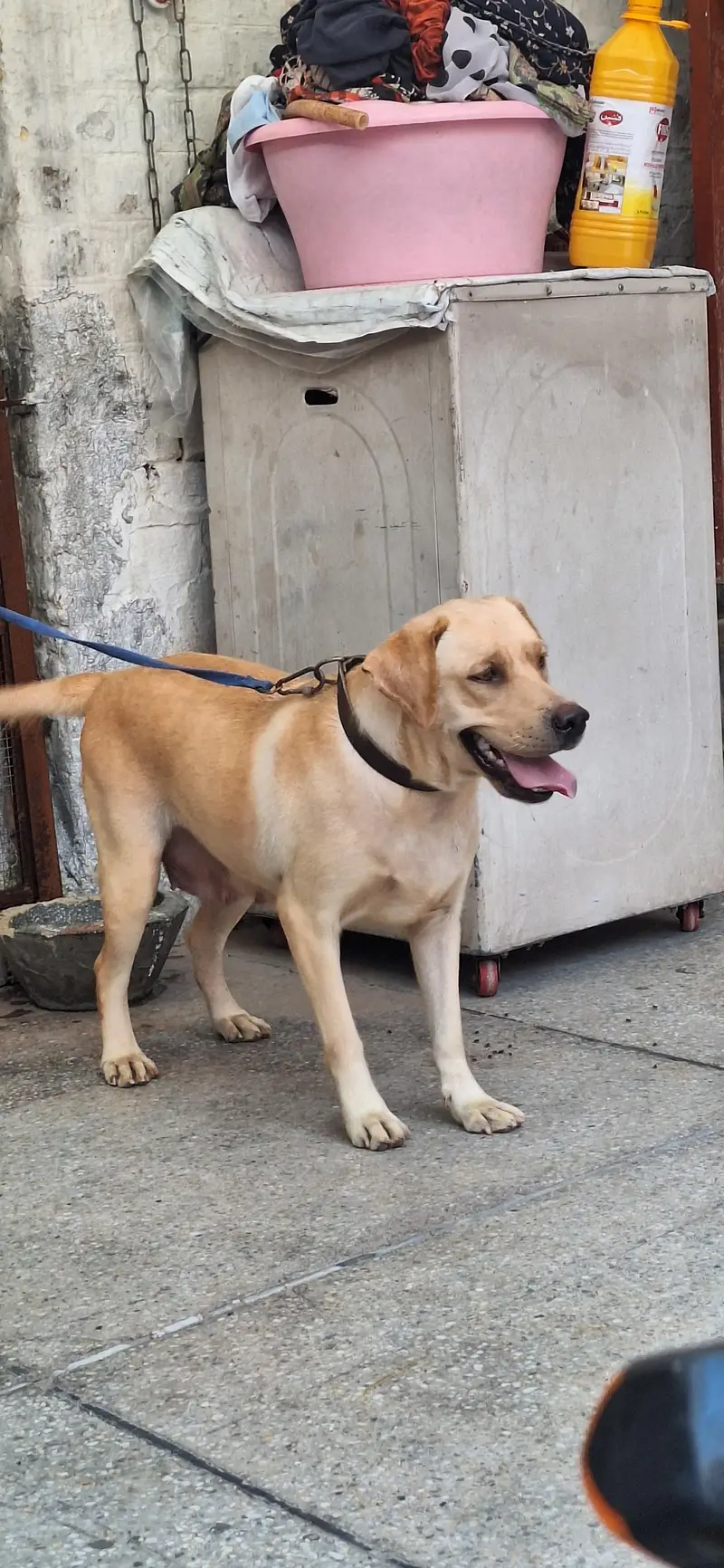 Germen Sheperd Breeder Female — photo 2