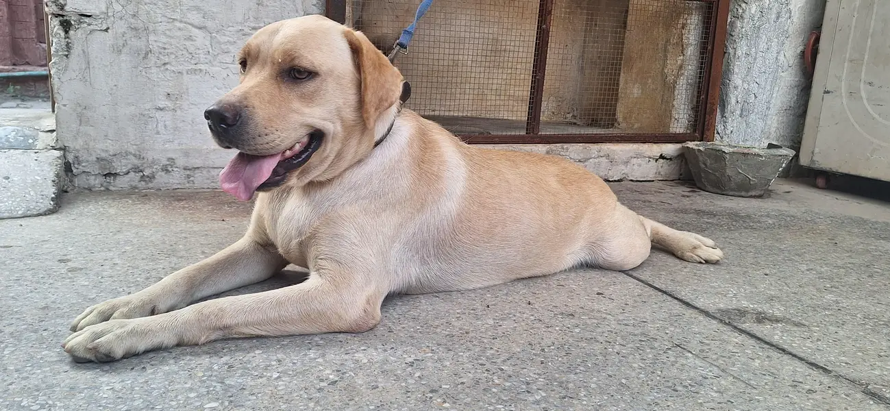 Germen Sheperd Breeder Female — photo 3