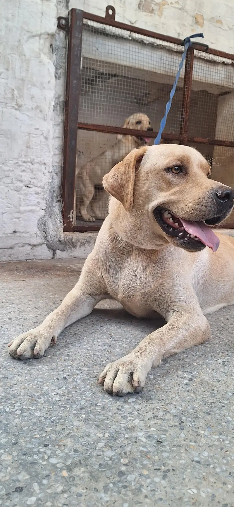Germen Sheperd Breeder Female — photo 4