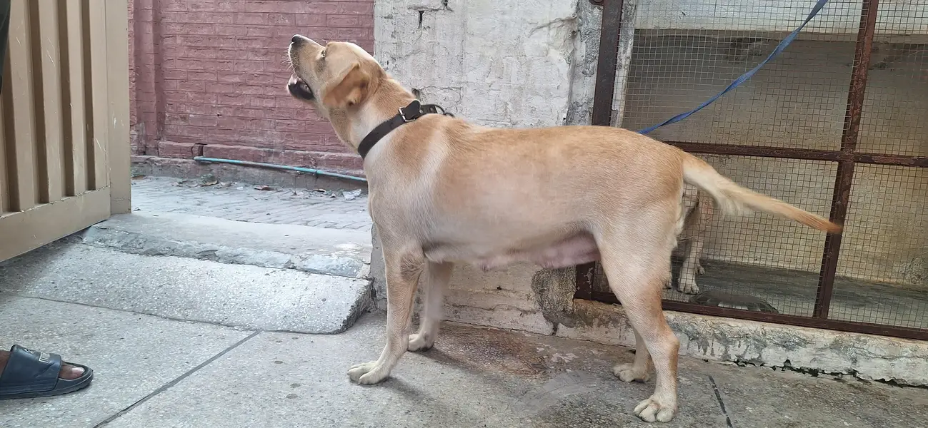Germen Sheperd Breeder Female — photo 6