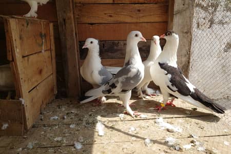 High Quality Fancy Pigeons / Kabootar Setup Sale - Healthy & Active