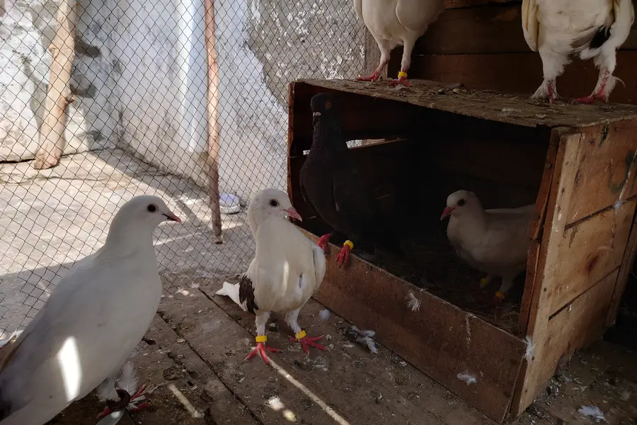 High Quality Fancy Pigeons / Kabootar Setup Sale - Healthy & Active — photo 2