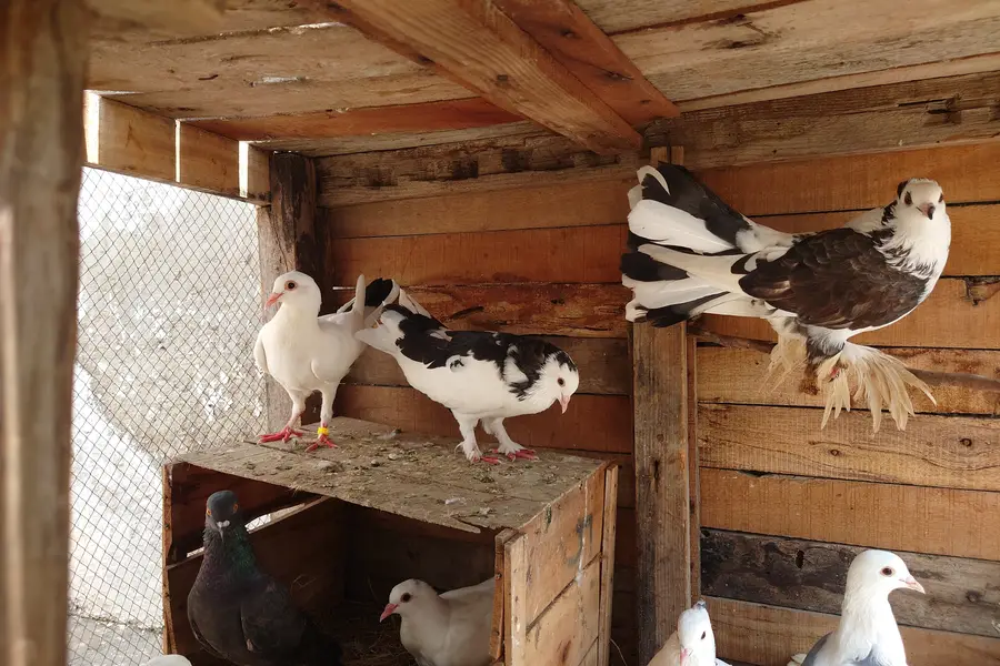 High Quality Fancy Pigeons / Kabootar Setup Sale - Healthy & Active — photo 3