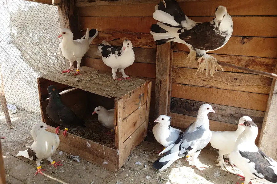 High Quality Fancy Pigeons / Kabootar Setup Sale - Healthy & Active — photo 4