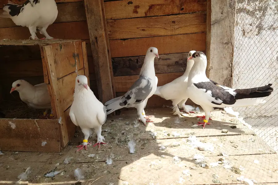 High Quality Fancy Pigeons / Kabootar Setup Sale - Healthy & Active — photo 5