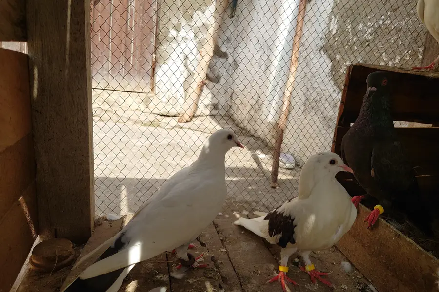 High Quality Fancy Pigeons / Kabootar Setup Sale - Healthy & Active — photo 6