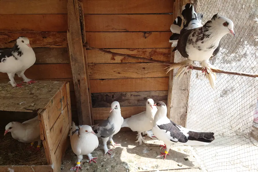 High Quality Fancy Pigeons / Kabootar Setup Sale - Healthy & Active — photo 7