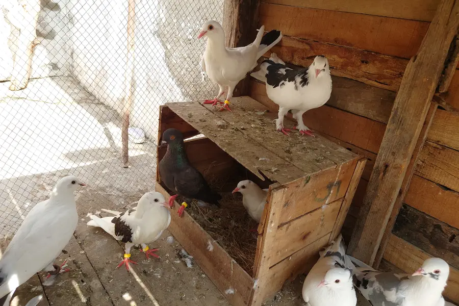 High Quality Fancy Pigeons / Kabootar Setup Sale - Healthy & Active — photo 8