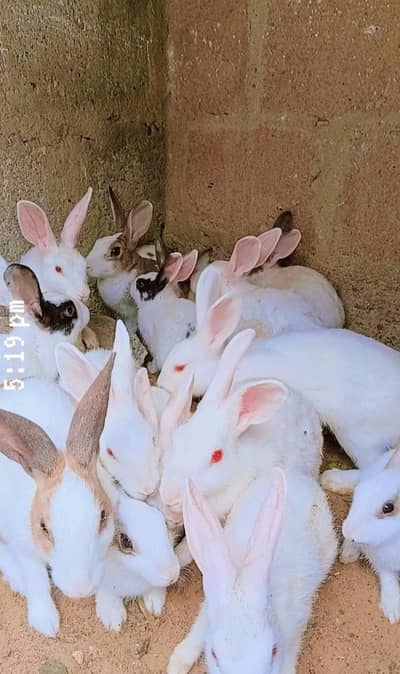rabbit for scale chicks and breeder pair are available