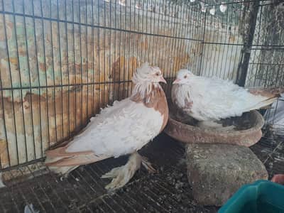 EXCELLENT QUALITY YELLOW SADDLE FRILLBACK BREEDING PAIR PIGEONS