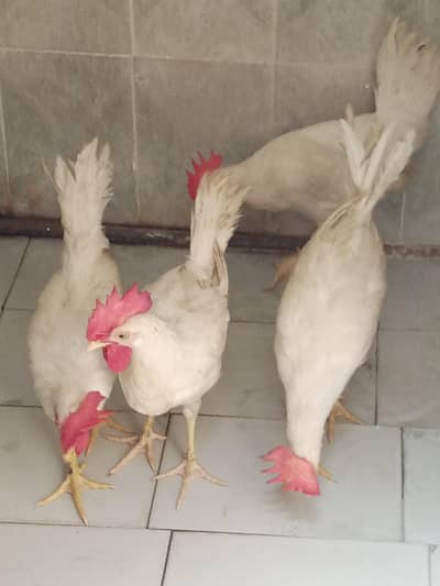 4 x murgy ghar k paly howe