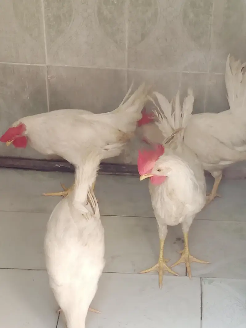 4 x murgy ghar k paly howe — photo 2