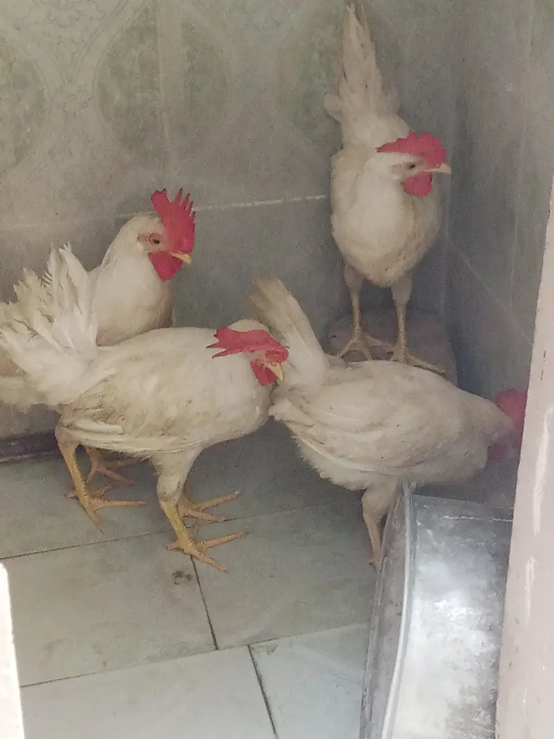 4 x murgy ghar k paly howe — photo 3