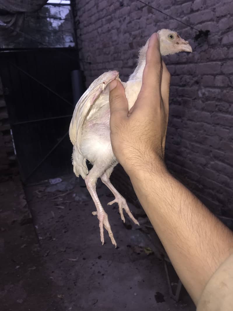 White chickes 3