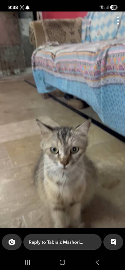 cat s