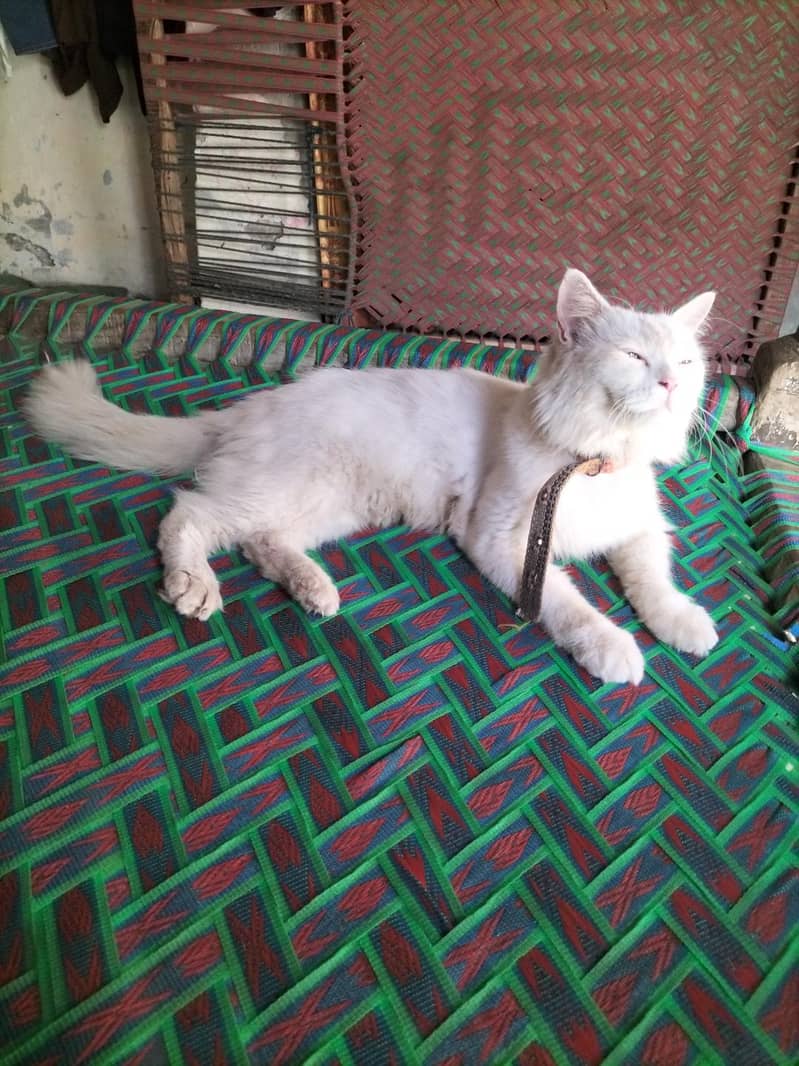 Persian 0