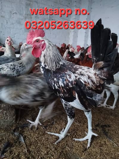 Murghay for sale | golden misri | desi | austrolop | lohmann | fayour