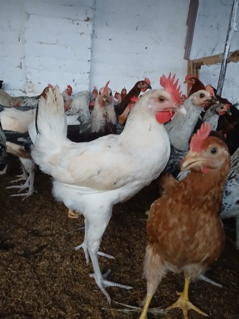 Murghay for sale | golden misri | desi | austrolop | lohmann | fayour — photo 2