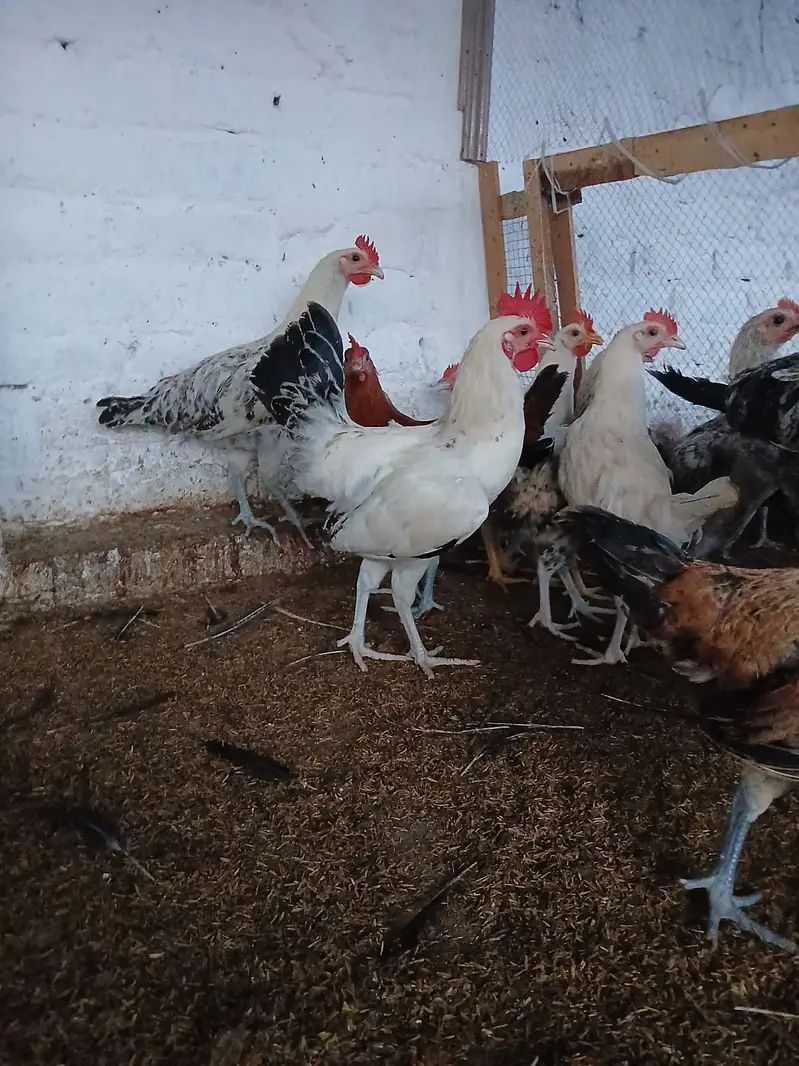 Murghay for sale | golden misri | desi | austrolop | lohmann | fayour — photo 4
