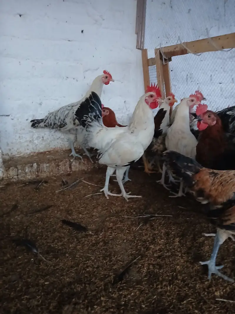 Murghay for sale | golden misri | desi | austrolop | lohmann | fayour — photo 5