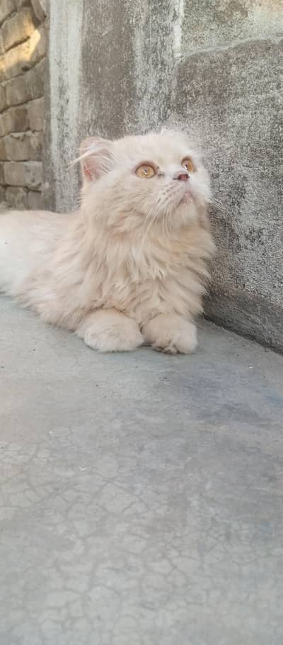 persion cat