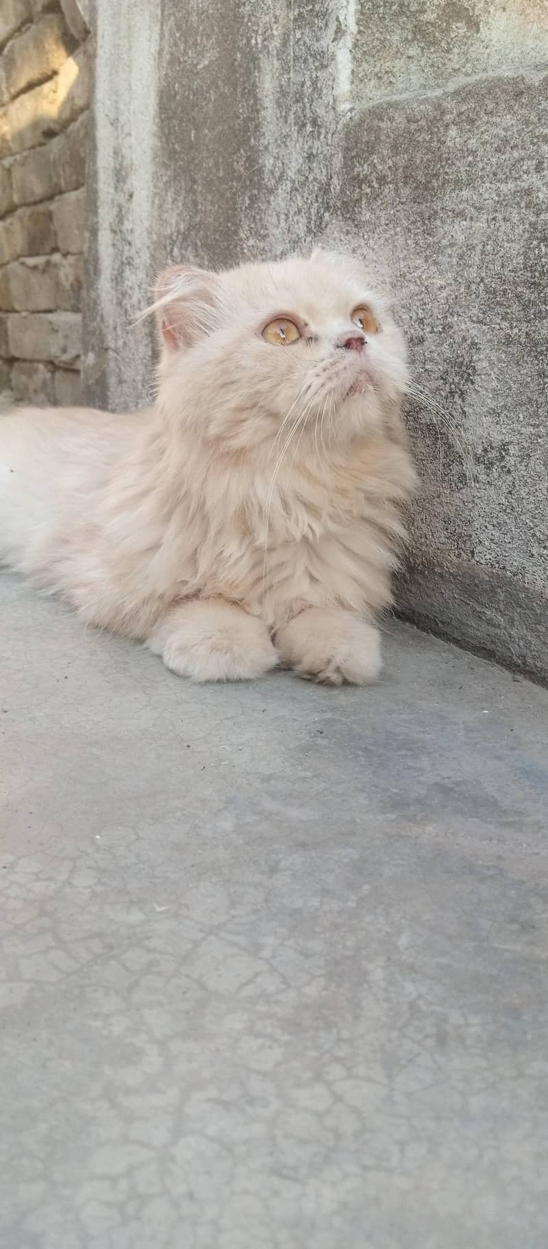 persion cat 0