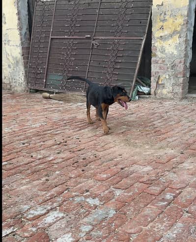 Rottwiler female for sale