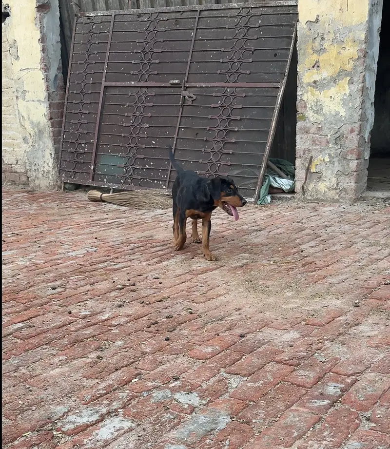 Rottwiler female for sale — photo 2