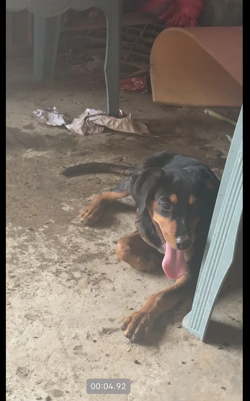 Rottwiler female for sale — photo 3