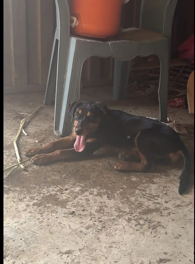 Rottwiler female for sale — photo 4