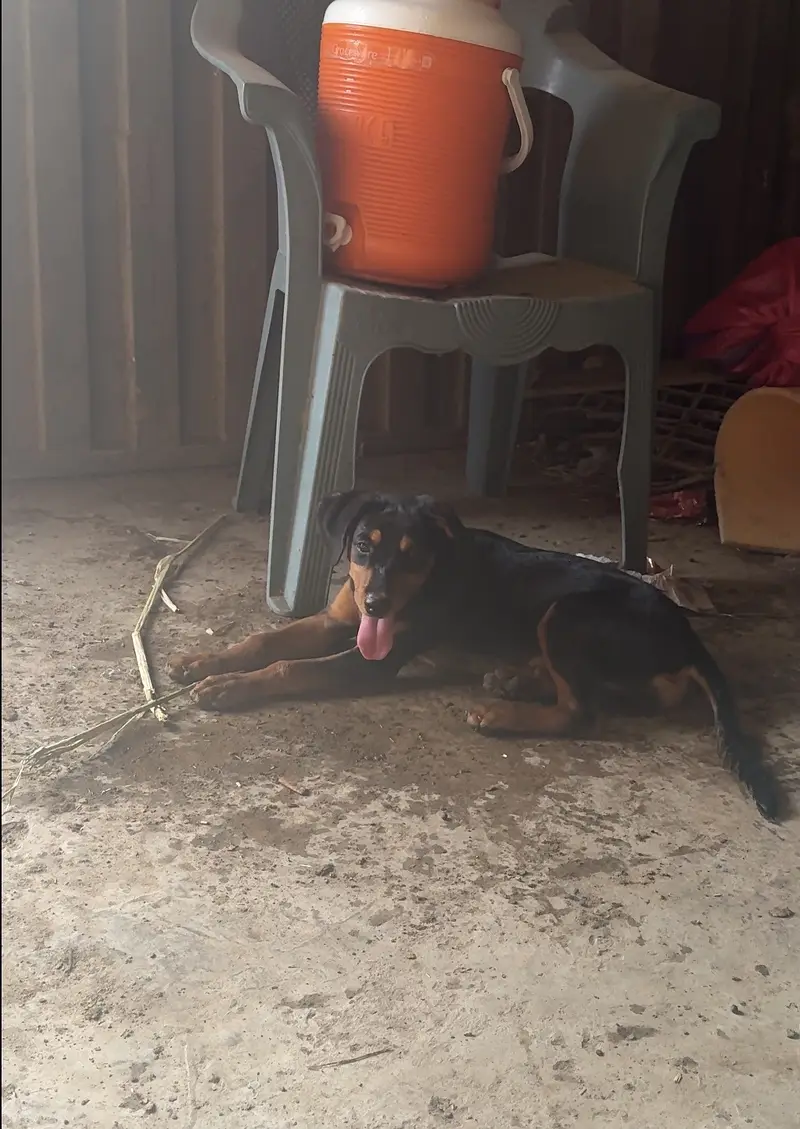 Rottwiler female for sale — photo 5