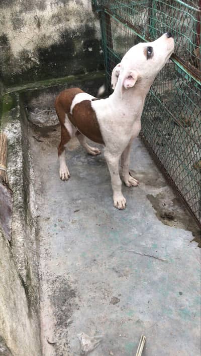 Pitbull male and female  for sale