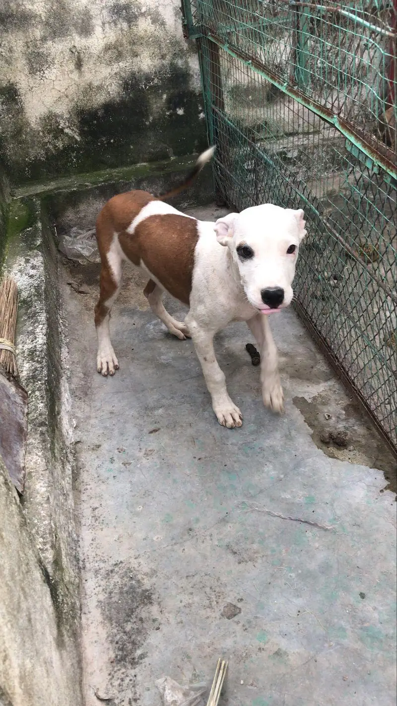 Pitbull male and female  for sale — photo 2