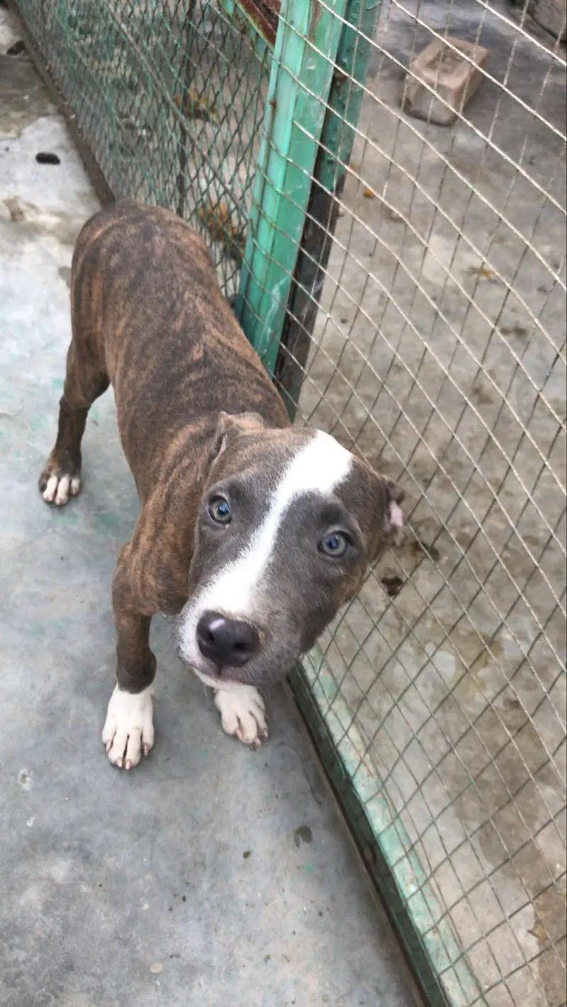 Pitbull male and female  for sale — photo 3