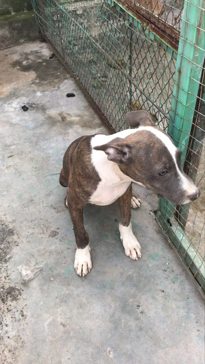 Pitbull male and female  for sale — photo 4