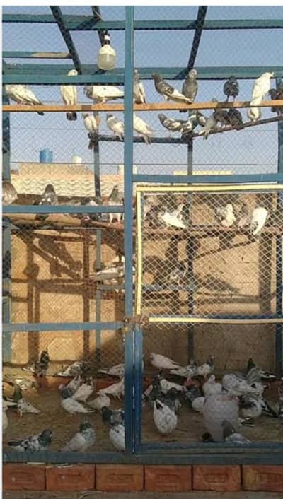 pigeons for sale high flyer