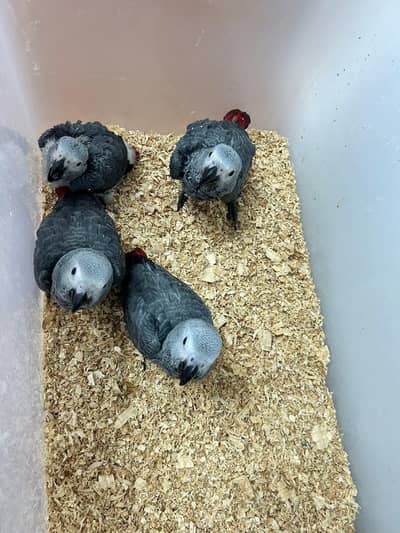 African grey parrot for sale age 3 month contract me 03296042216