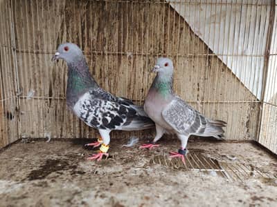 chitta Bhabra Pair | Kala Pates | Kala Khal pigeon kabutar kabotar