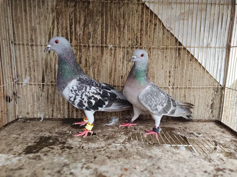 chitta Bhabra Pair | Kala Pates | Kala Khal pigeon kabutar kabotar