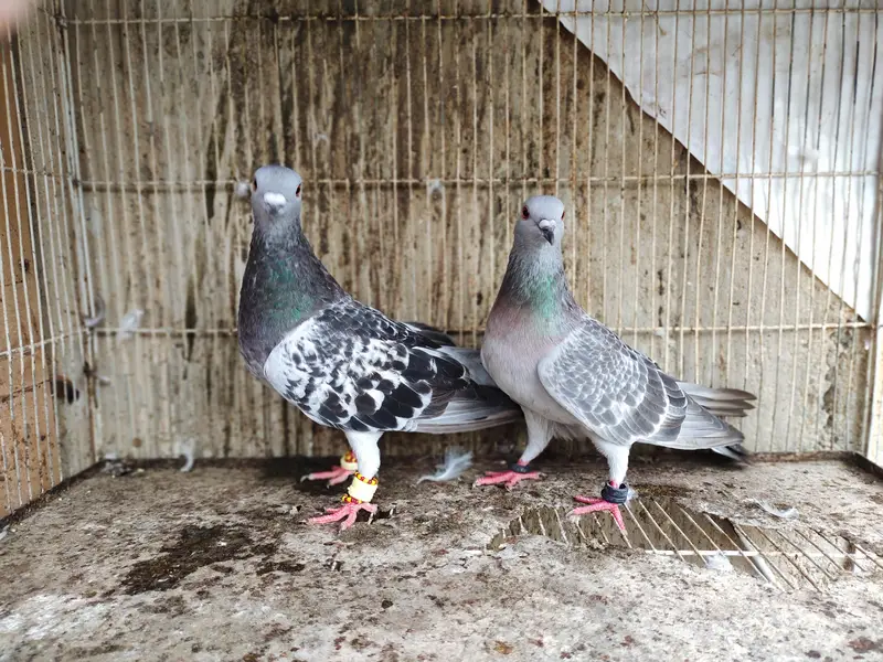 chitta Bhabra Pair | Kala Pates | Kala Khal pigeon kabutar kabotar — photo 2